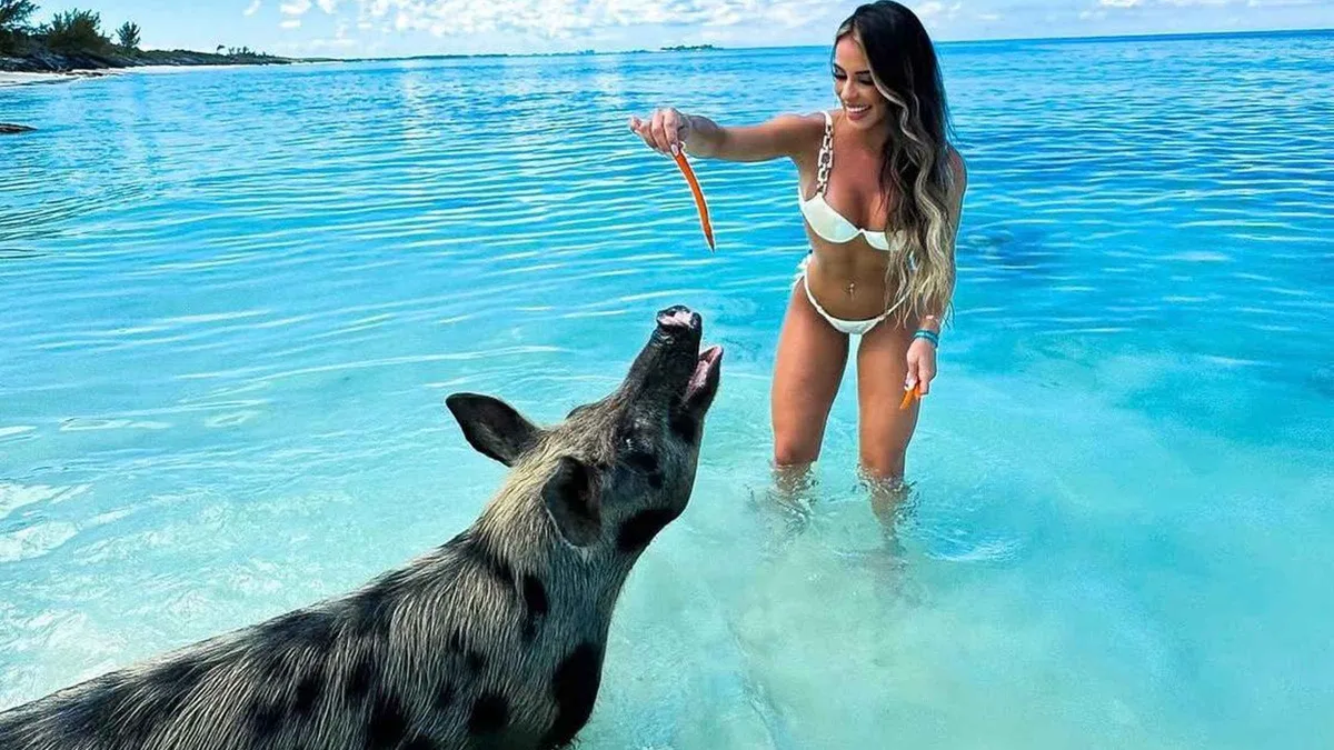 Swimming pigs on the beach at Rose Island on a Nassau shore excursion on a Bahamas cruise from Miami