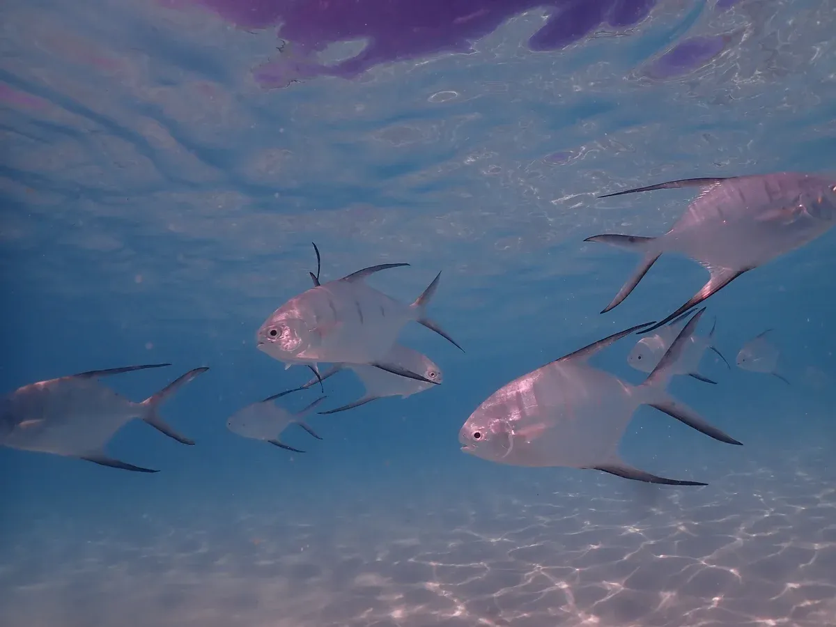 Fish over a sandy reef in clear Bahamas water, the view on a Bimini snorkeling tour