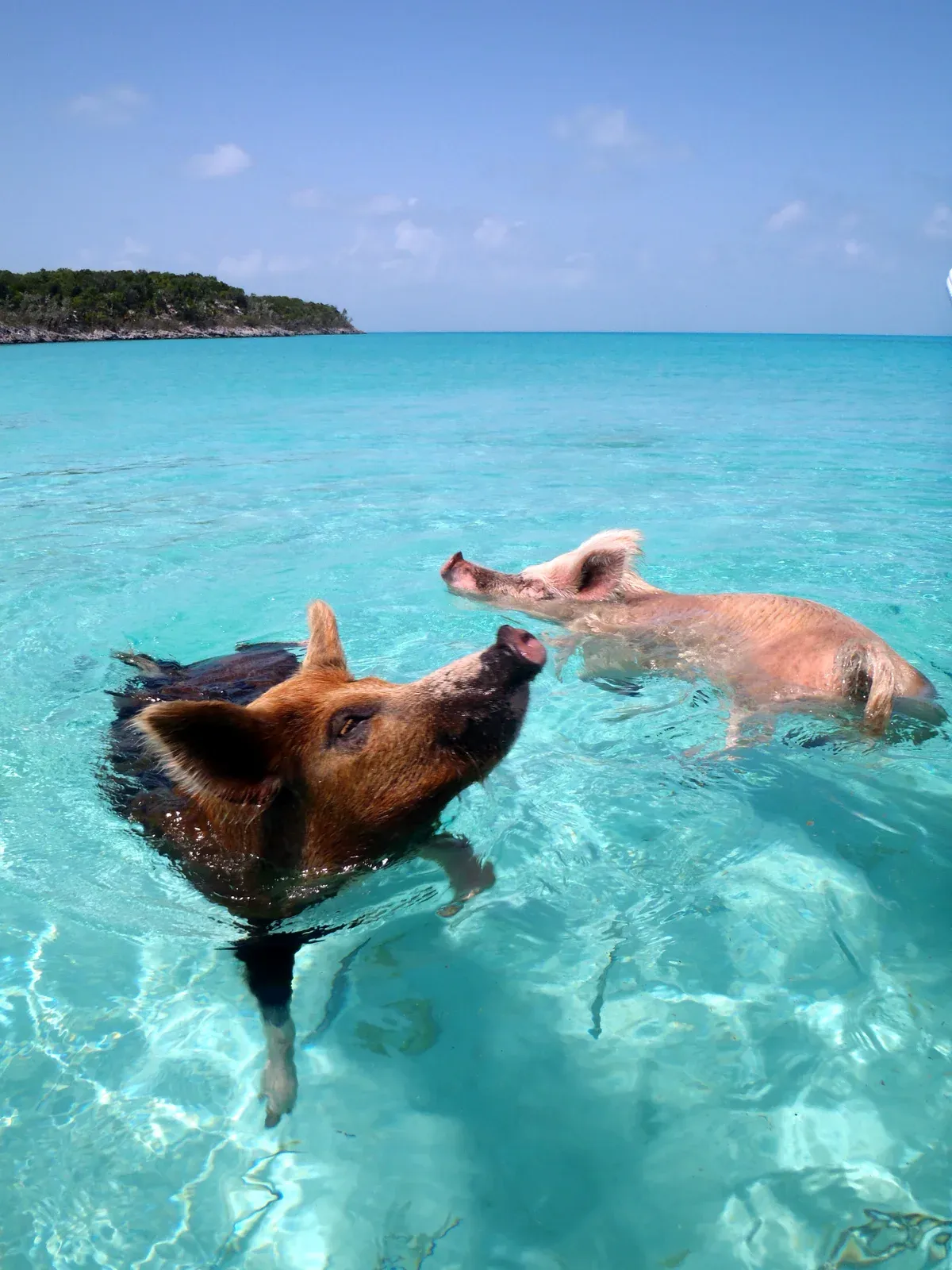 Two swimming pigs in turquoise water at Pig Beach in the Exumas, shown for comparison with a Nassau swimming pigs tour