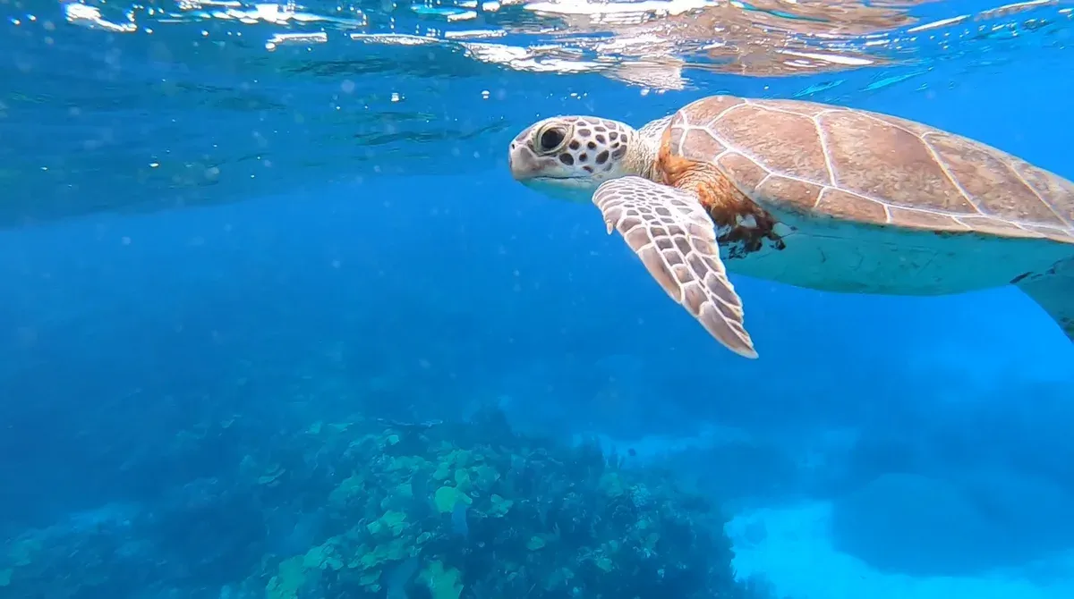 Sea turtle swimming over coral, the sight on a Nassau snorkel tour with turtles