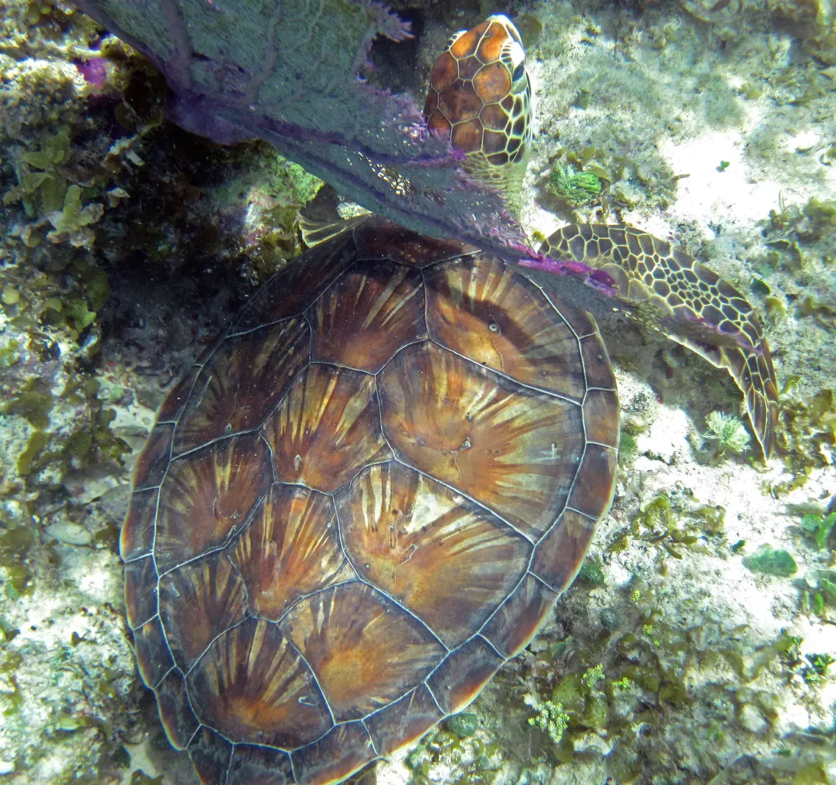 Green sea turtle on the reef, typical of a Nassau snorkel tour